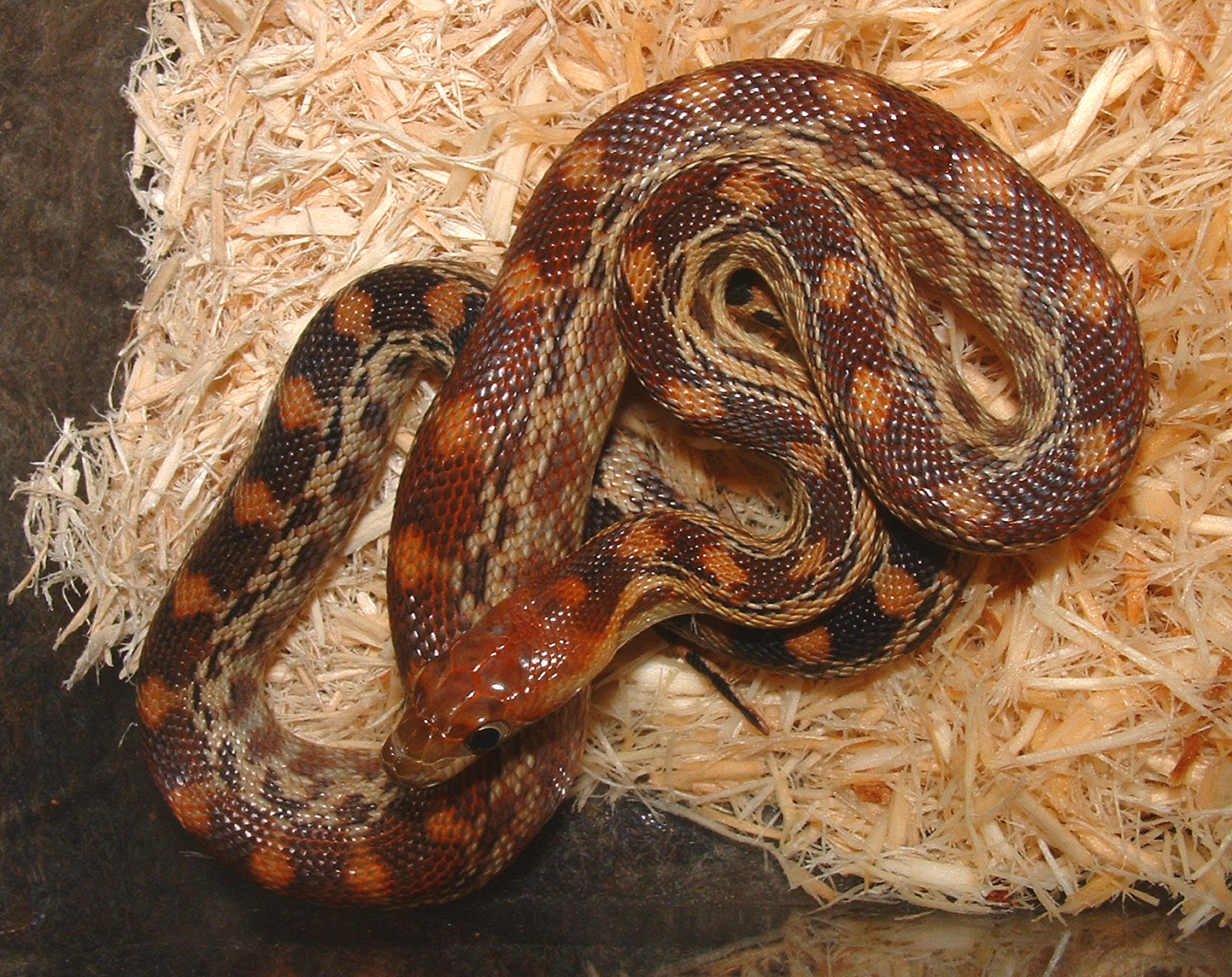 pituophis catenifer vertibralis 3